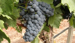 Vinoterapia