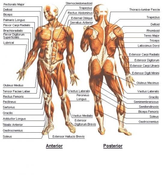 sistema muscular. Wikimedia Commons